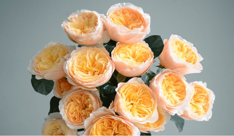 Hoa hồng Juliet - Loại hoa triệu đô thu hút người nhìn