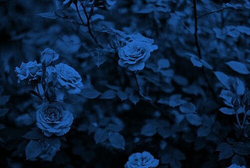 Cóng Hoa hồng xanh