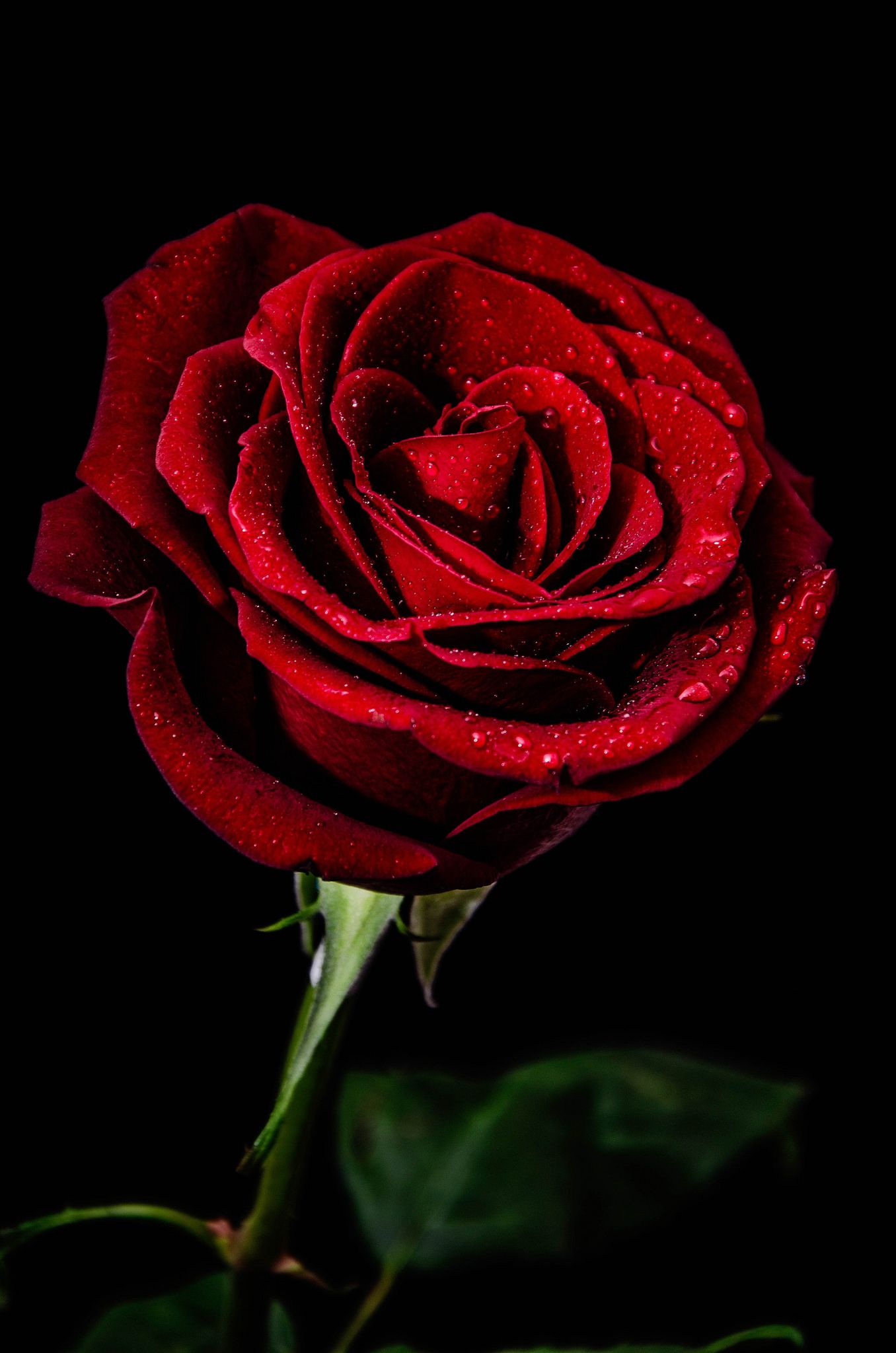 Lẵng hoa hồng đỏ tình yêu nồng nàn
