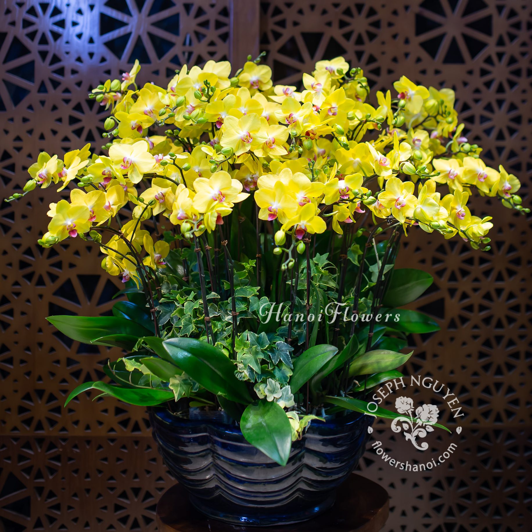 Chậu Hoa Hồ điệp vàng Quý phái