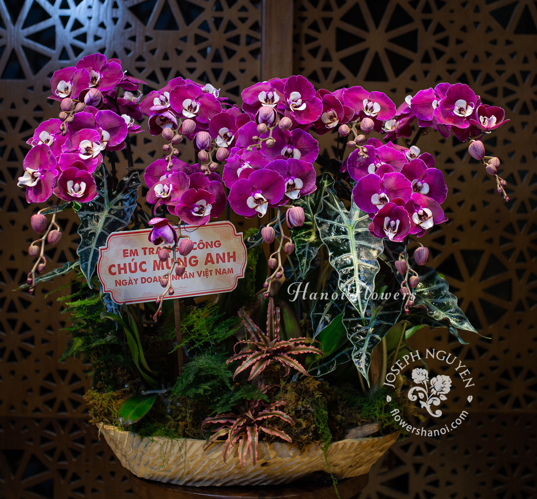 Hoa Hồ điệp hồng tím trồng trên gỗ lũa